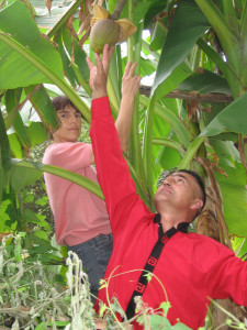 modrica02 lukici se pentraju stablima banana