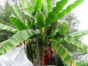 modrica07 stabla banane dominiraju u dvoristu porodice lukic