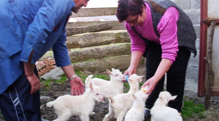 ZA PET GODINA OJARILA 20 JARIĆA