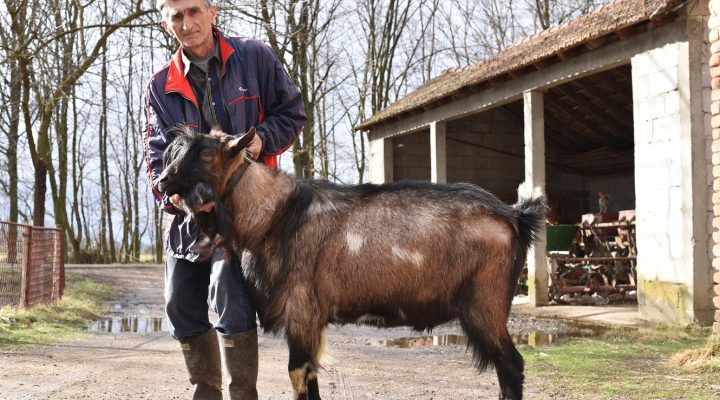 JARAC SLOVENAC NA PONOS LIJEVČU