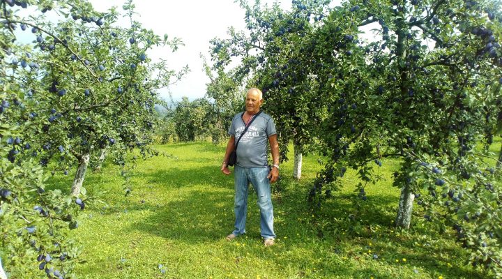 DUŠA ŽIVA KAD JE RODNA ŠLJIVA