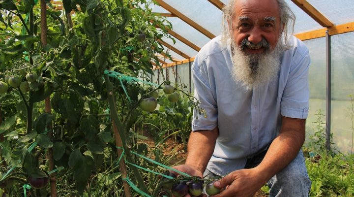 KOD NJEGA IMA I PLAVOG PARADAJZA Nenad je uzgajivač posebnih sorti povrća i voća