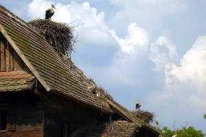 LJUDI KOJE POVEZUJU RIBA, PTICE I REKE U LONJSKOM POLJU
