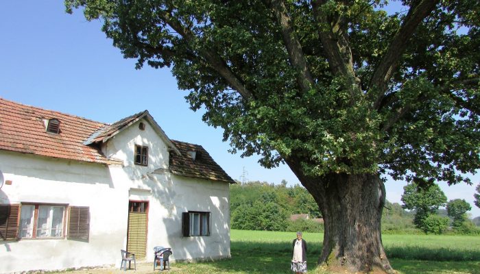 PET VEKOVA U ŠIROKOJ KROŠNJI