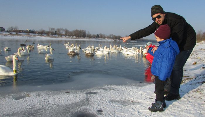HRANOM I PAŽNJOM ČUVAJU LABUDOVE