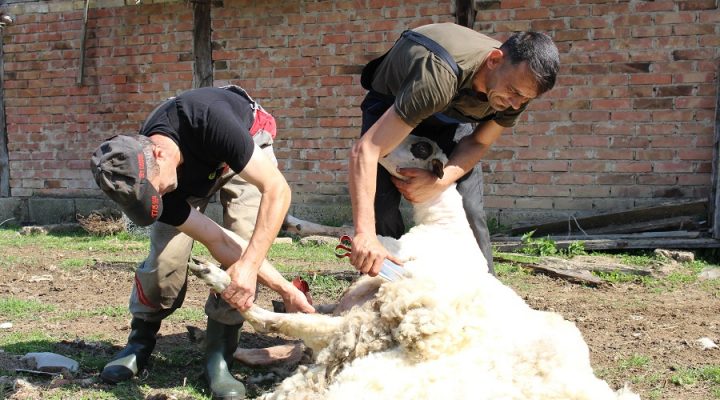 Sejdo i Meho Karić su ŠIŠAČI OVACA: Vještina i znanje za dnevnicu od 250 KM